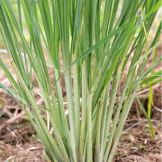 LEMON GRASS