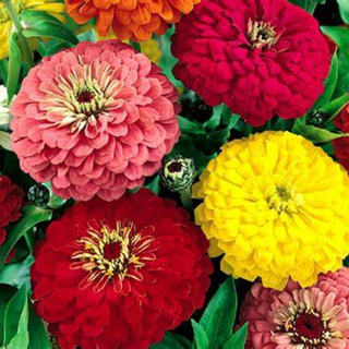 ZINNIA MIX