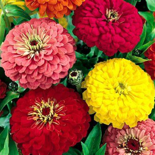 ZINNIA