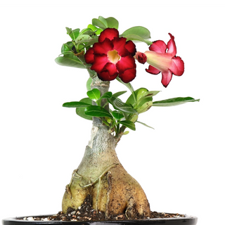 ADENIUM PLANT