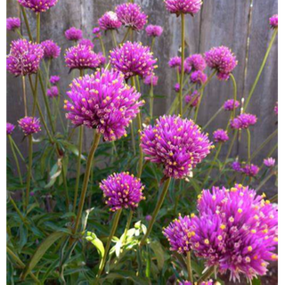 GOMPHRENA