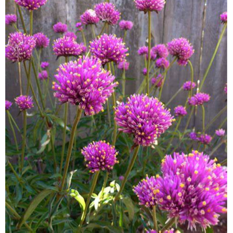 GOMPHRENA