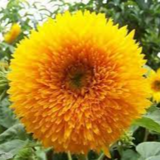 SUNFLOWER SUNGOLD