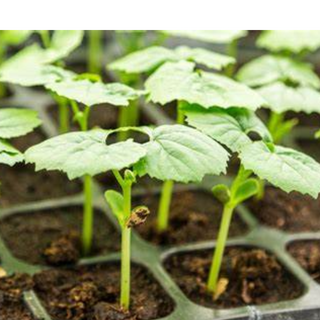 VEGETABLE SAPLINGS