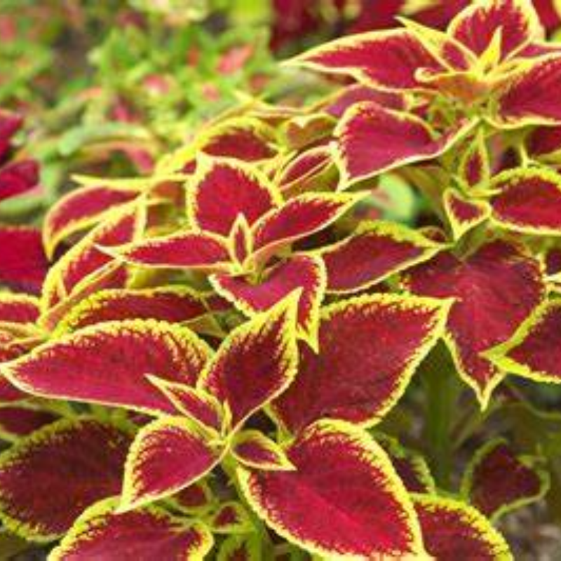 COLEUS Main Image