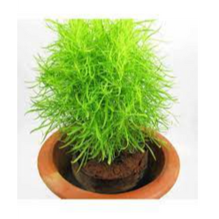 KOCHIA PLANT