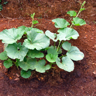 BOTTLE GOURD (GHEEYA)