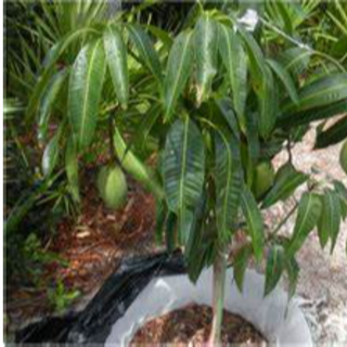 MANGO PLANT