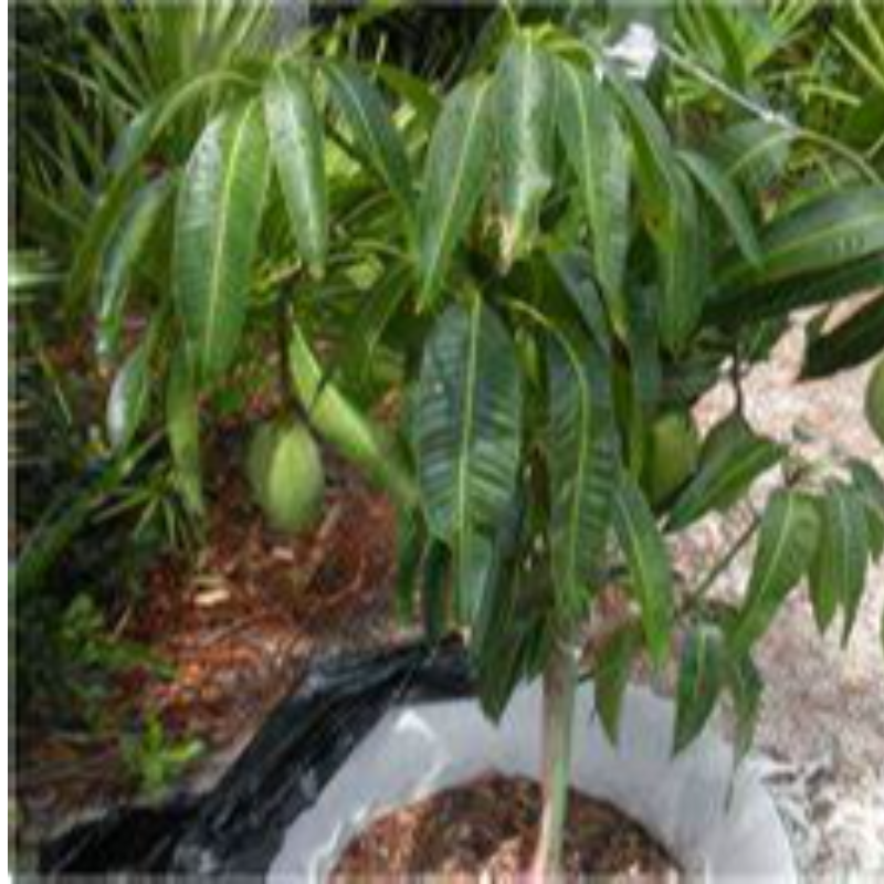 MANGO PLANT