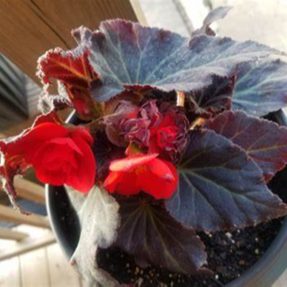 BEGONIA