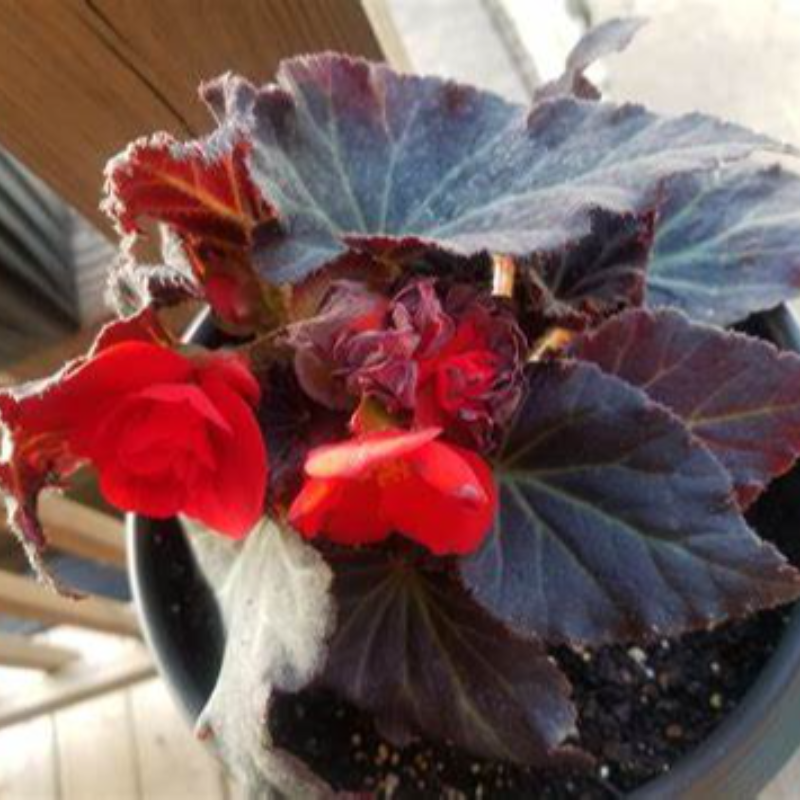 BEGONIA Main Image