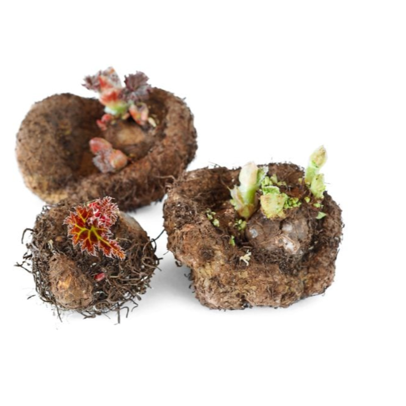 BEGONIA BULB PKT (2 PC )