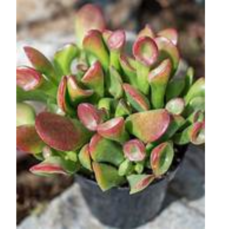 CRASSULA