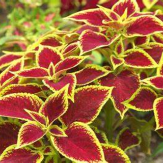 COLEUS