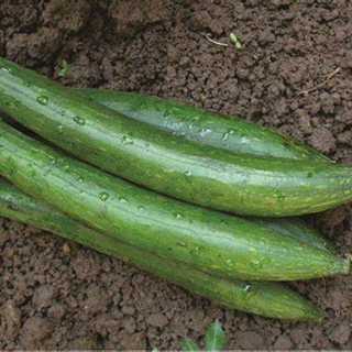 SPONGE GOURD