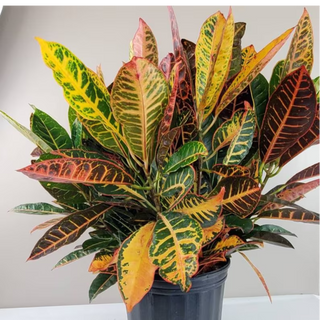 CROTON PETRA