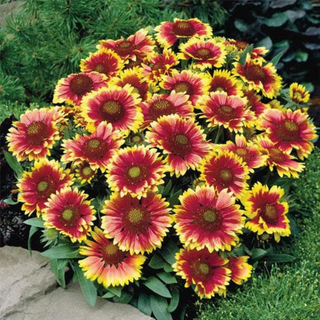 GAILLARDIA SAPLINGS