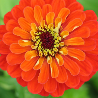 ZINNIA ORANGE