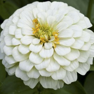 ZINNIA WHITE