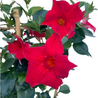 Dipladenia rood