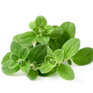 Oregano Greek