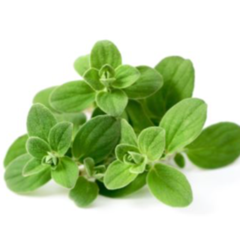 Oregano Greek Main Image