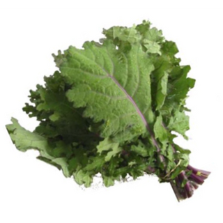 Kale Red Russian 