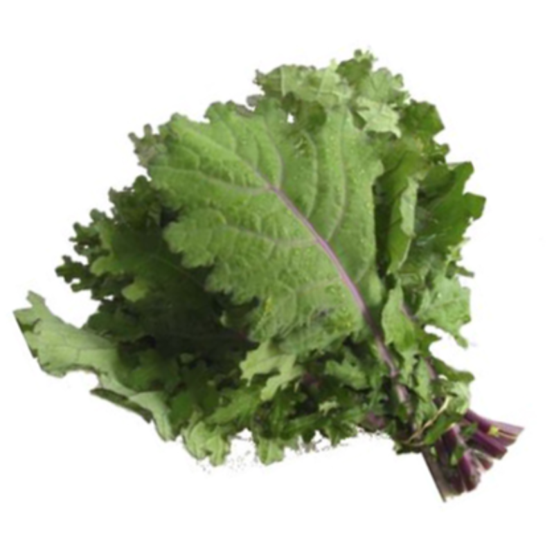 Kale Red Russian  Main Image