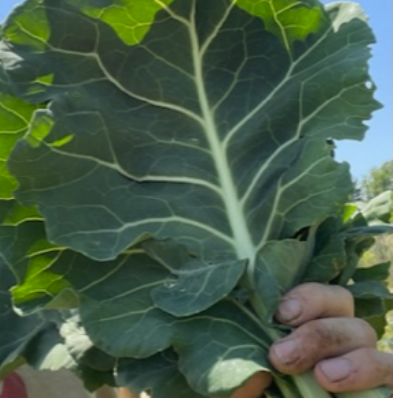 Collards (bunch) Main Image