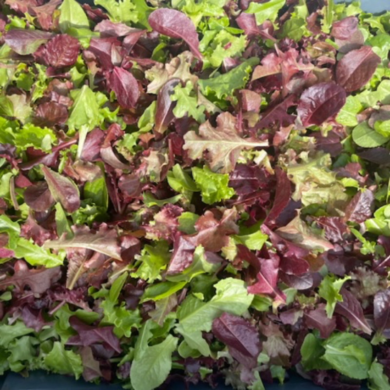 Lettuce Mix (1/2 lb) Main Image