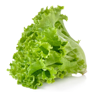 Lechuga Americana Orgánica (Iceberg Lettuce)