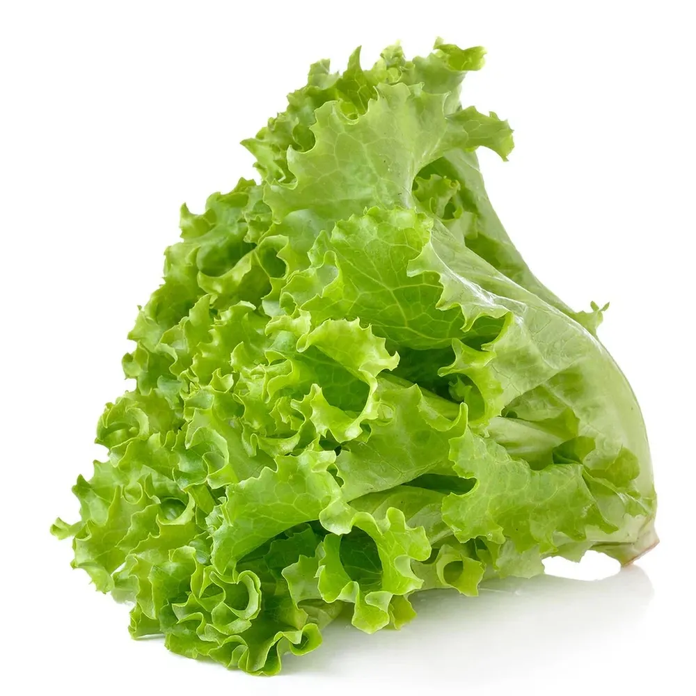 Lechuga Americana Orgánica (Iceberg Lettuce)