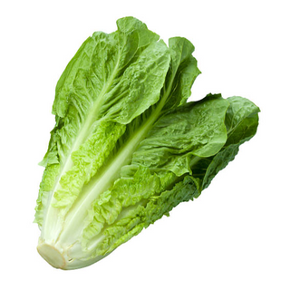 Lechuga Romana Orgánica (Romaine Lettuce)