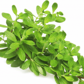 Menta Orgánica (Peppermint)