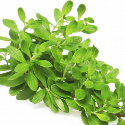 Menta Orgánica (Peppermint)