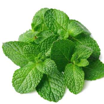 Hierba Buena Orgánica (Spearmint)