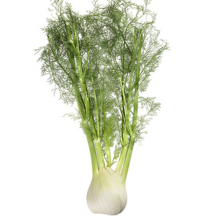 Hinojo Orgánico (Fennel)