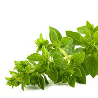 Oregano Orgánico