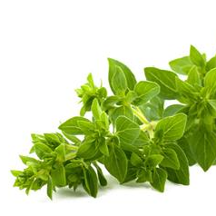Oregano Orgánico
