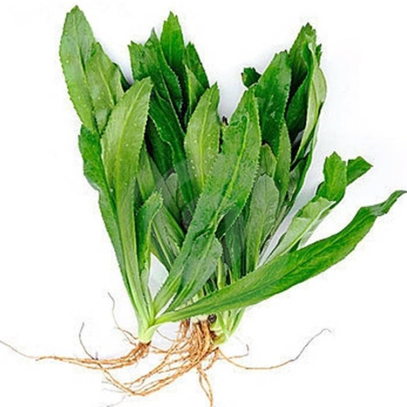 Culantro Coyote Orgánico (Wild Coriander)