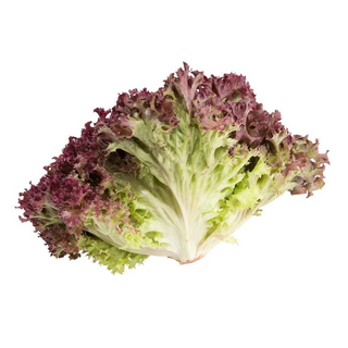 Lechuga Lolorosa Orgánica