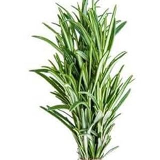 Romero Orgánico (Rosemary)