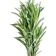 Romero Orgánico (Rosemary)