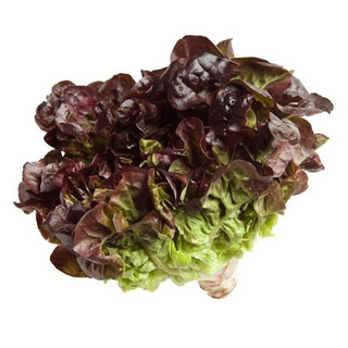 Lechuga Roble Roja Orgánica (Red Oak Lettuce)