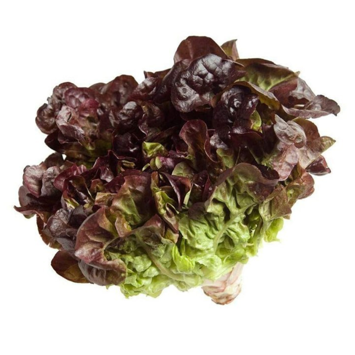 Lechuga Roble Roja Orgánica (Red Oak Lettuce)
