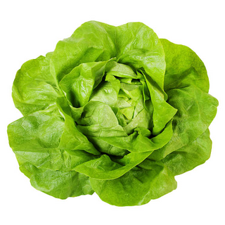 Lechuga Boston Orgánica (Butter Lettuce)