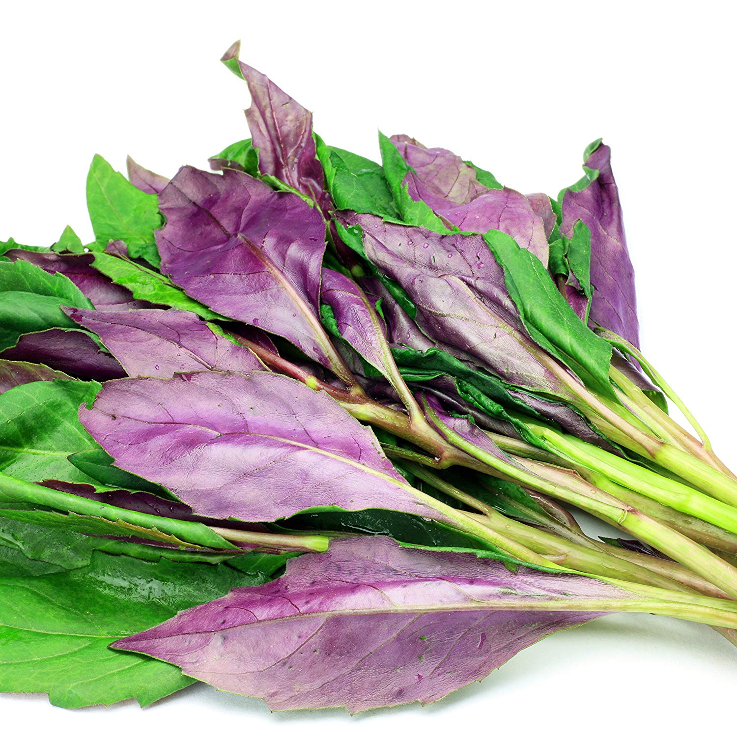 Espinaca Okinawa (Okinawa Spinach)