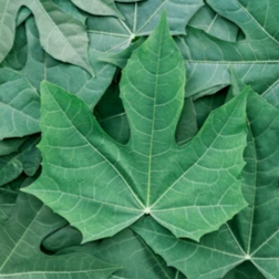 Espinaca Mexicana Rollo (Chaya Mansa) Mexican Spinach