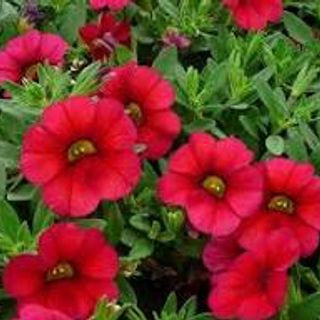 Calibrachoa Million Bells rood