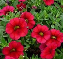 Calibrachoa Million Bells rood Main Image